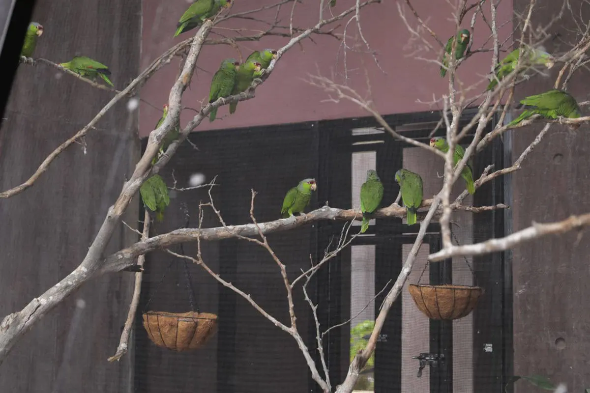  El Nido, es el hogar de más de una treintena de loros y pericos