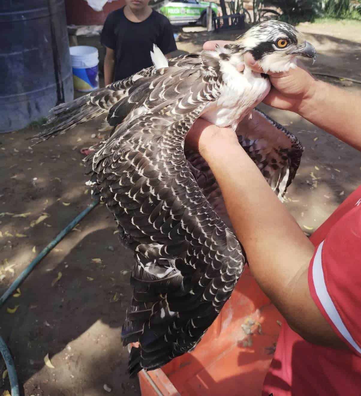 águila pescadora atrapada en un poste en Guasave