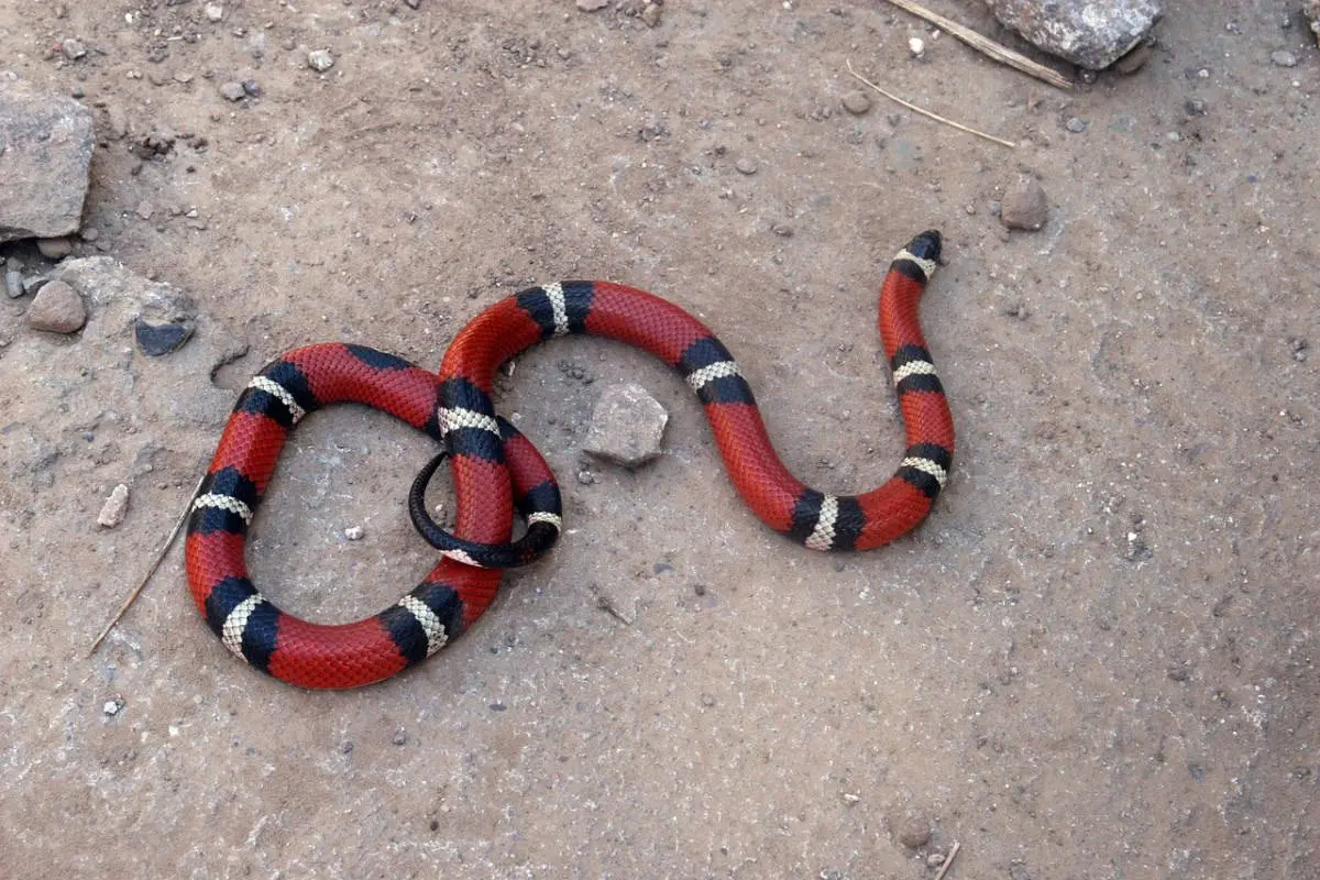 Cómo identificar un coralillo venenoso