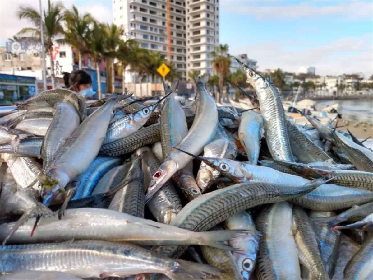Frente a la zona dorada de Mazatlán se da el espectáculo de la pesca de pez pajarito. Cortesía