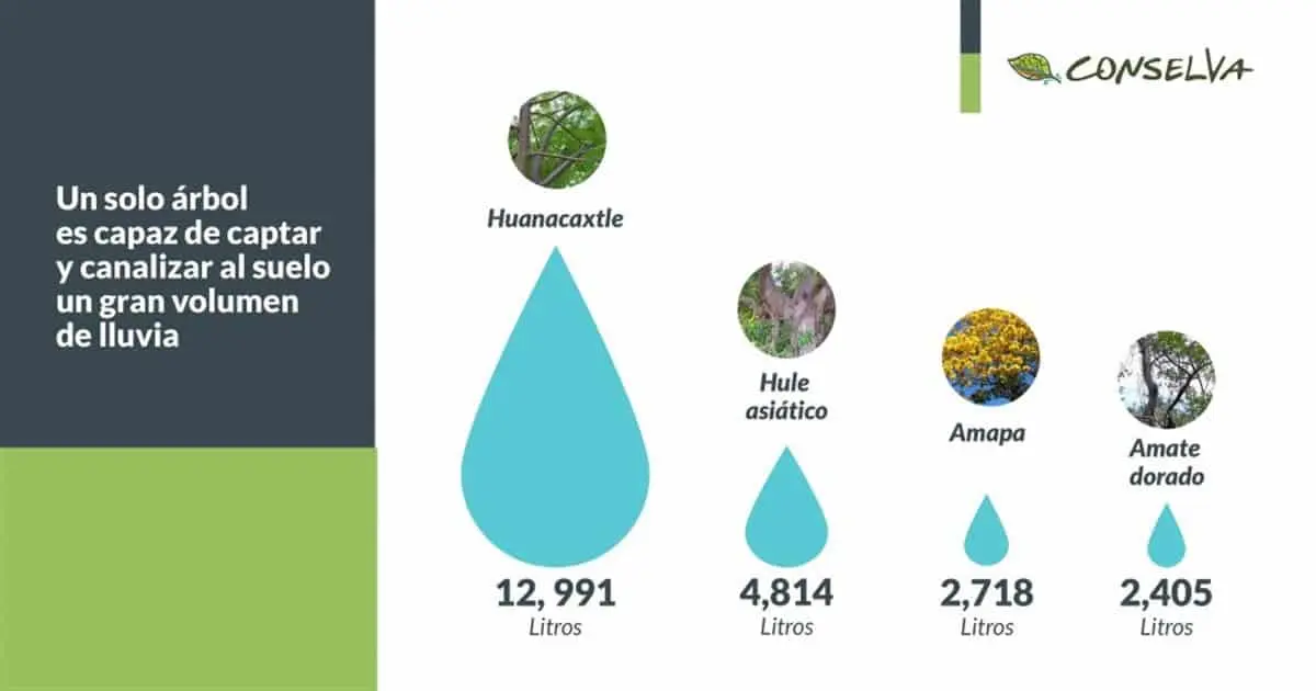 Los árboles canalizan agua al suelo