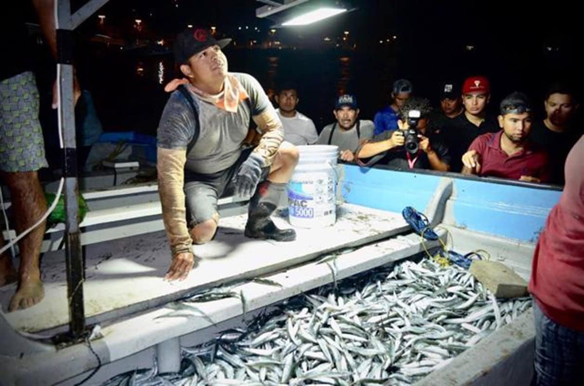 Cientos de pescadores aprovechan el encuentro nupcial de peces pajaritos