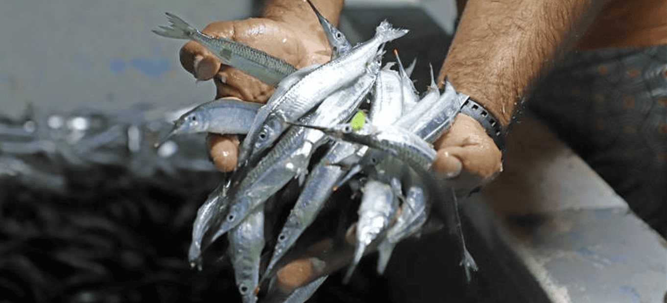 Pesca de pez pajarito en bahía de Mazatlán, un espectáculo único. Cortesía