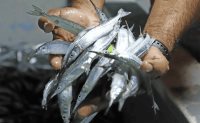 La pesca de pez Pajarito en Mazatlán, única en el mundo de interés comercial