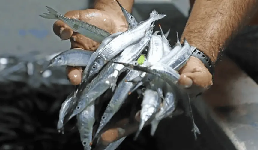 Pesca de pez pajarito en bahía de Mazatlán, un espectáculo único. Cortesía