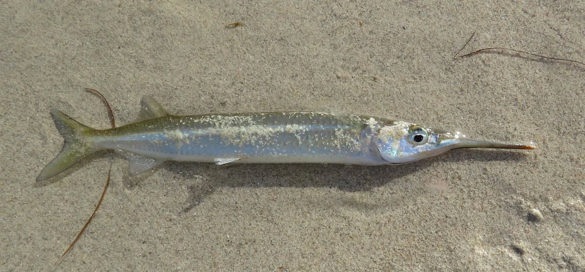 El pez pajarito es muy diminuto, para algunos es un manjar que se consume con espinas. Foto Natusfera