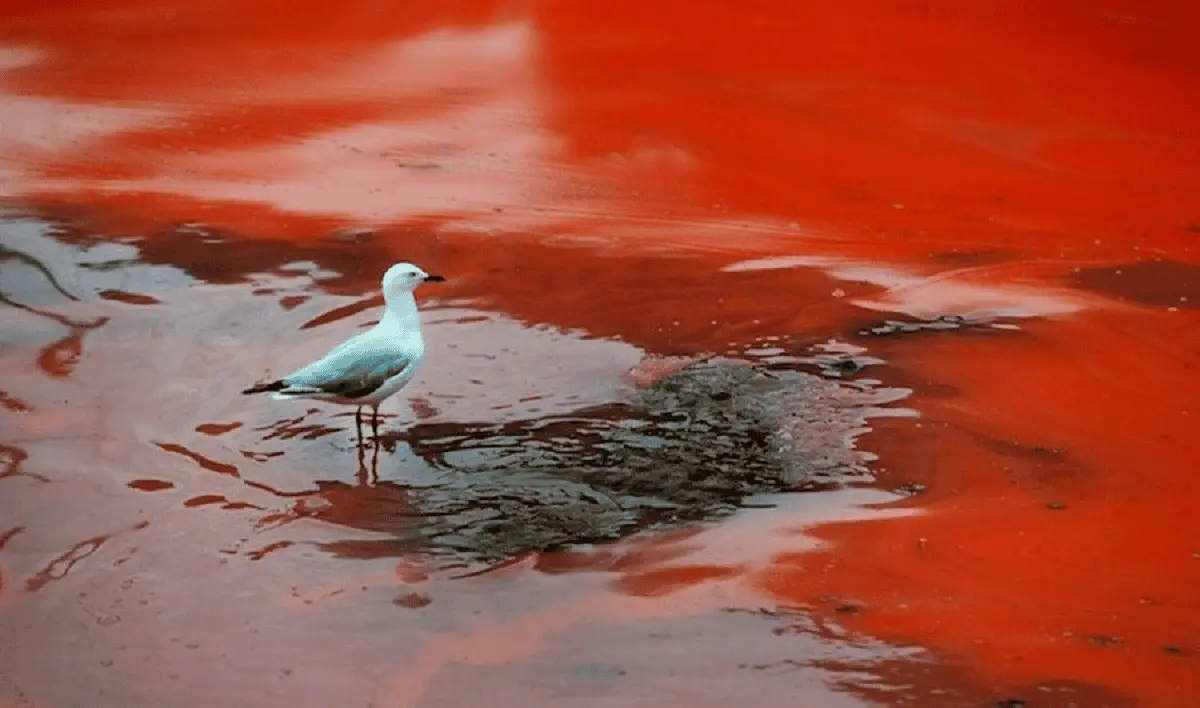 Qué es la marea roja