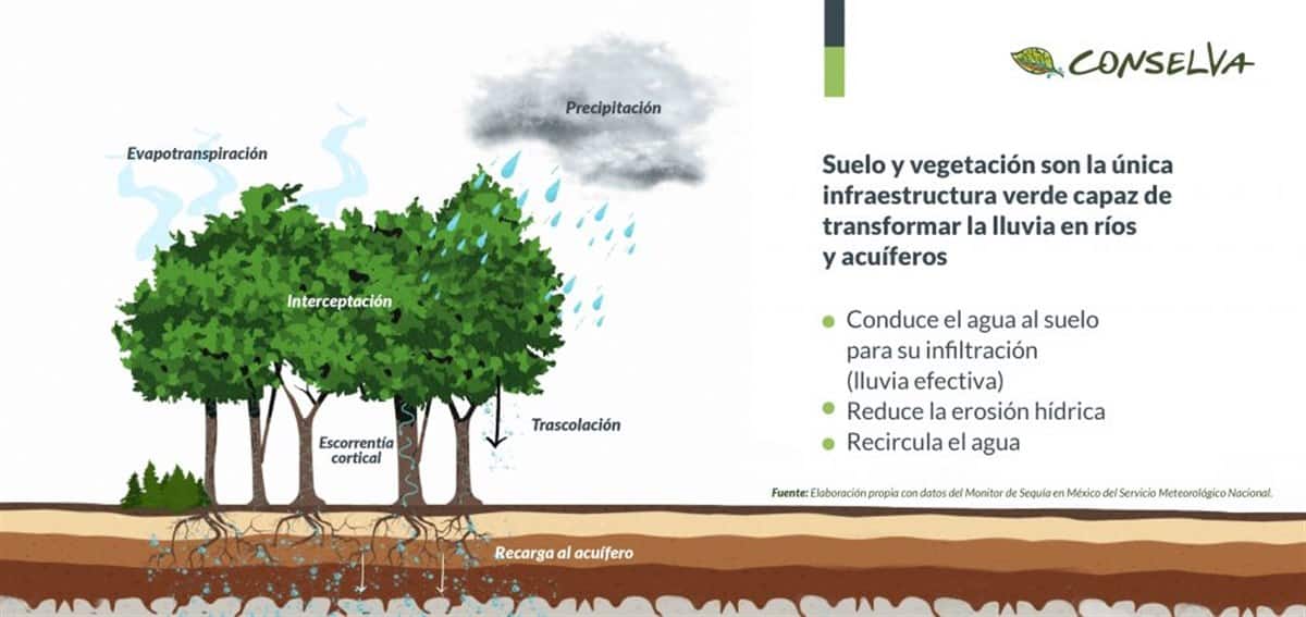 Suelo y vegetación transforman la lluvia