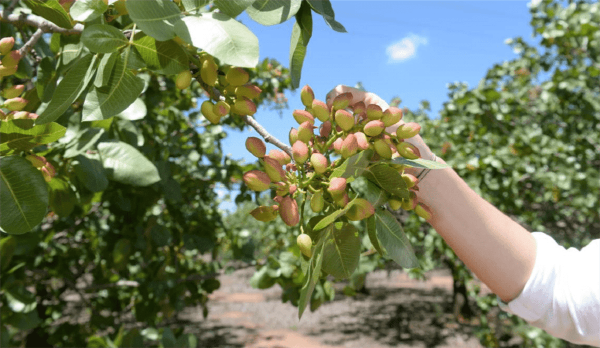 El cultivo intensivo de pistaches gana terreno en la oferta comercial