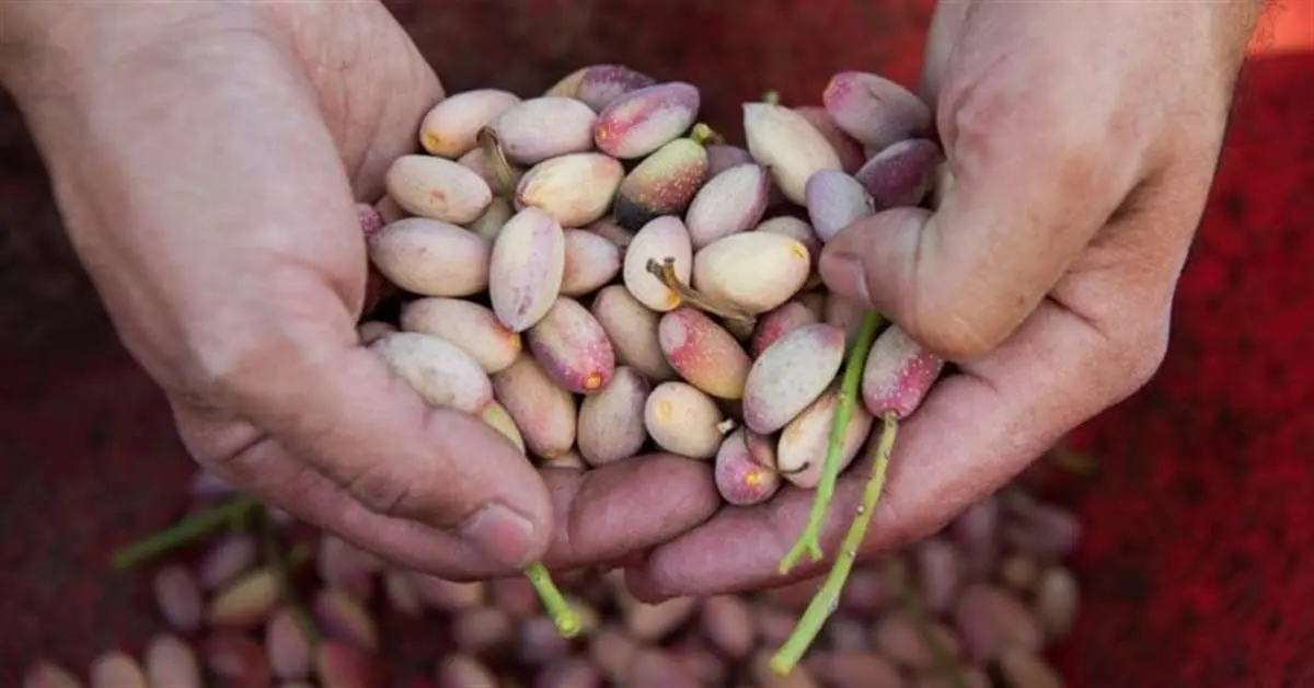 Los pistachos son amigables para el poder sexual