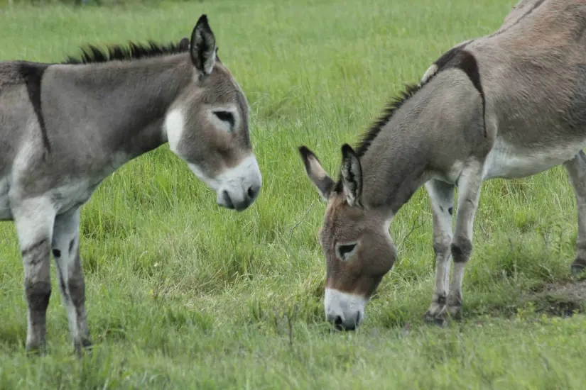 día_del_burro_2024