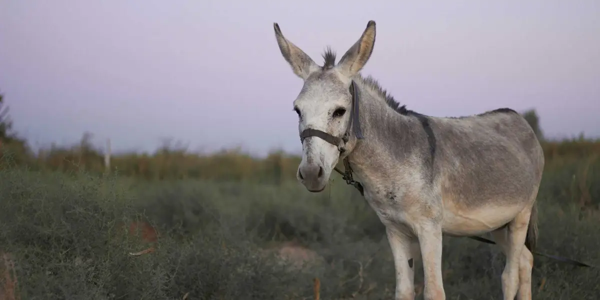 También te compartimos algunos datos sobre los burros. Foto: Unsplash