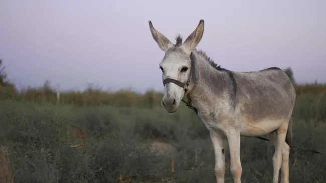 También te compartimos algunos datos sobre los burros. Foto: Unsplash