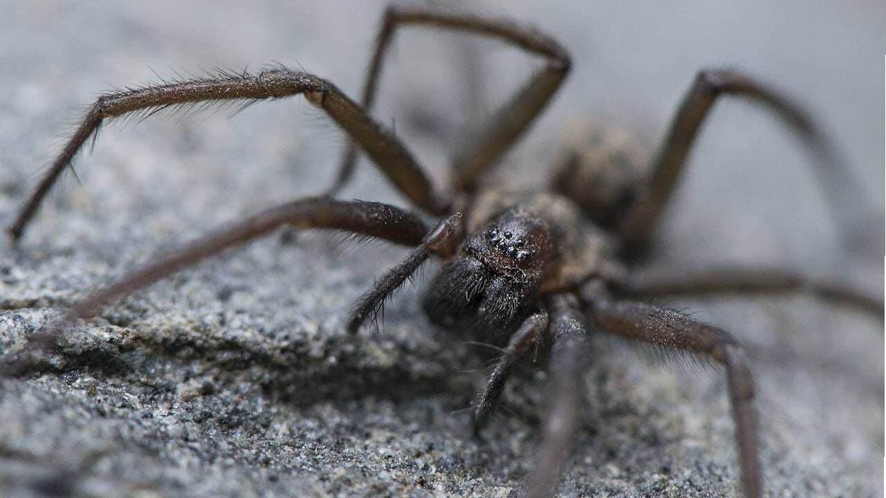 Evita matar las arañas que viven en tu casa
