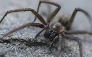 ¡Miedo a las arañas! No las mates en casa, ¿por qué dejarlas ahí?