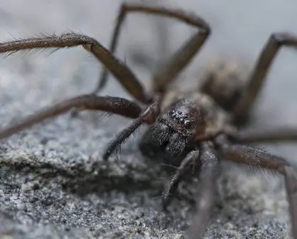 ¡Miedo a las arañas! No las mates en casa, ¿por qué dejarlas ahí?