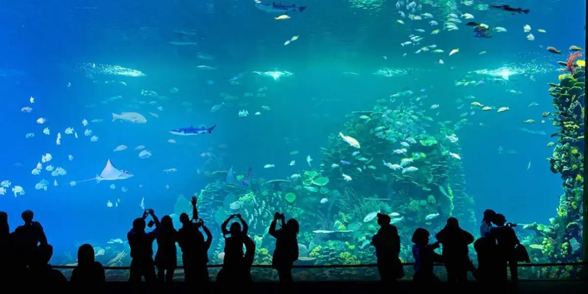 El Gran Acuario Mazatlán es el acuario más grande de Latinoamérica. Foto: Cortesía