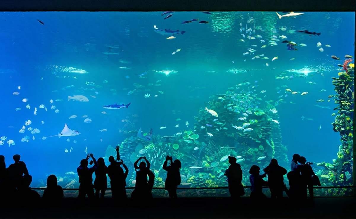 El Gran Acuario Mazatlán es el acuario más grande de Latinoamérica. Foto: Cortesía
