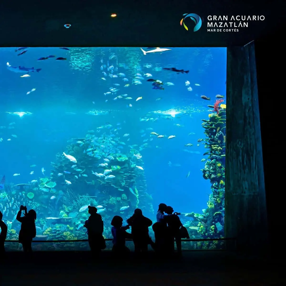 ¿Cuánto cuesta ir al Gran Acuario Mazatlán y qué horarios tiene?