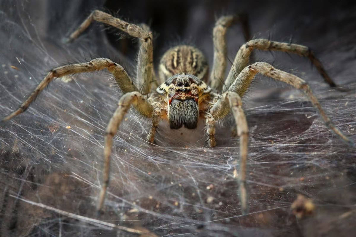 Las arañas tienen una apariencia temeraria, pero ayudan al control de plagas