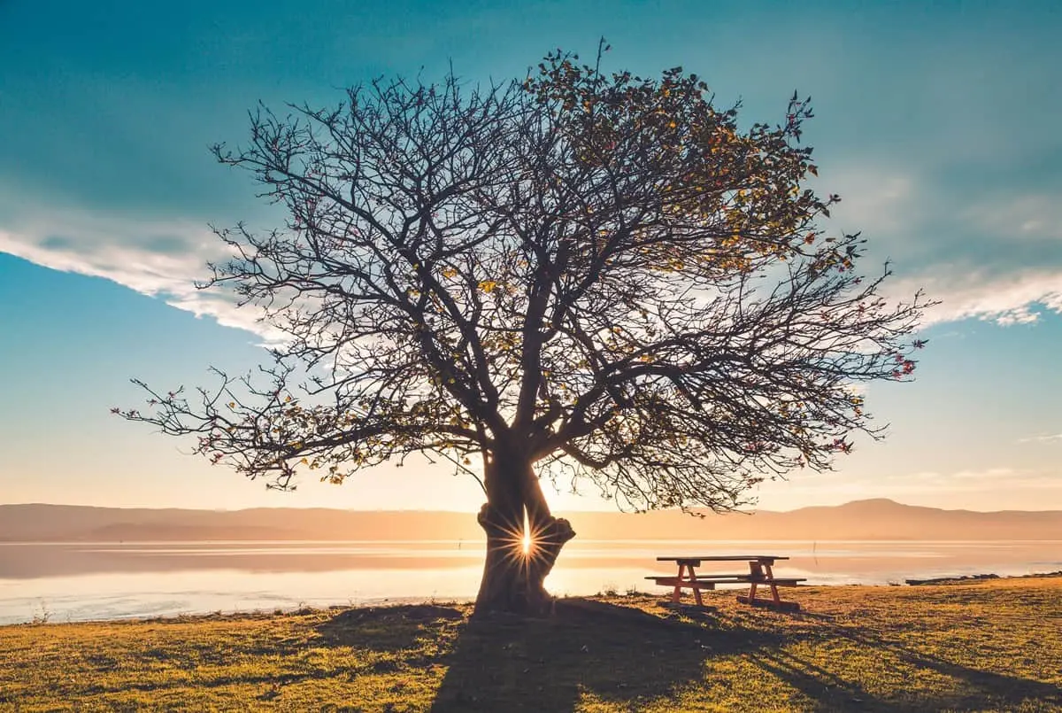 Dependiendo de la zona y el clima, un árbol tendrá un buen desarrollo | Imagen: Liam Pozz