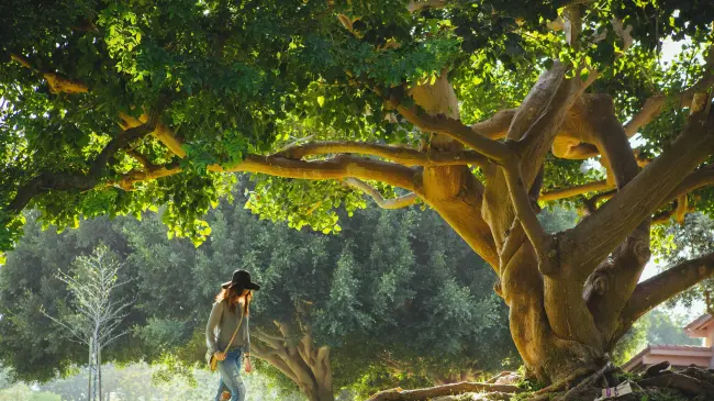 De acuerdo con las características del árbol serán los cuidados que necesite | Imagen: Kevin Young
