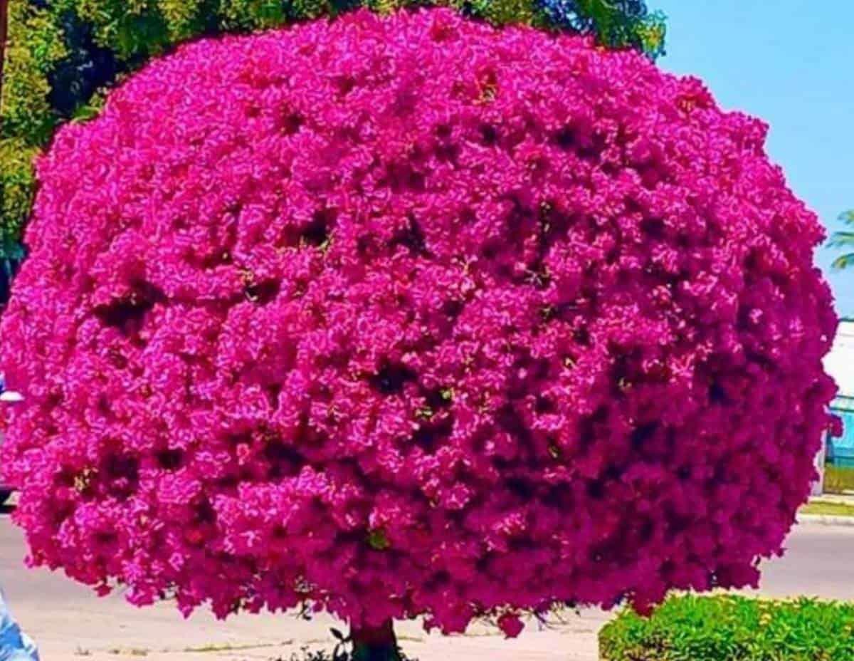 El árbol de bugambilia en Los Mochis se encuentra repleto de flores. Foto: Facebook