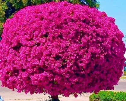 Impresionante árbol de bugambilia en Los Mochis se vuelve viral