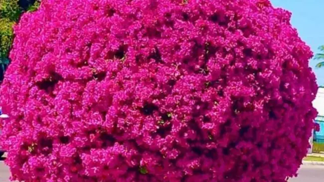 El árbol de bugambilia en Los Mochis se encuentra repleto de flores. Foto: Facebook