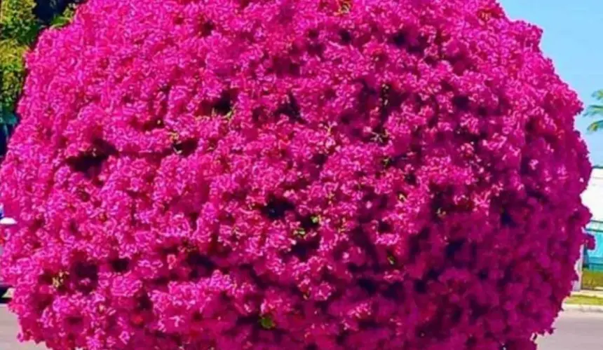 El árbol de bugambilia en Los Mochis se encuentra repleto de flores. Foto: Facebook