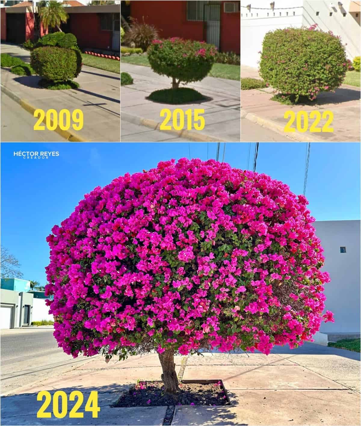 Impresionante árbol de bugambilia en Los Mochis se vuelve viral