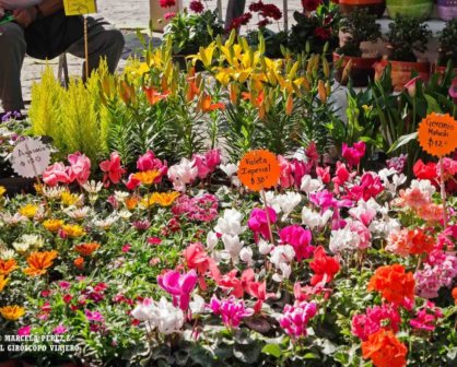 Celebra a mamá comprando flores en la Plaza del Comerciante Atlixto Puebla