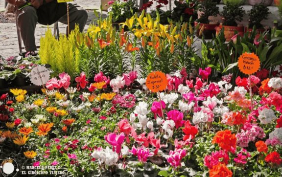 Celebra a mamá comprando flores en la Plaza del Comerciante Atlixto Puebla