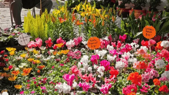 Venta de flores para el Día de las Madres en Atlixco, Puebla. Foto Gobierno de Puebla
