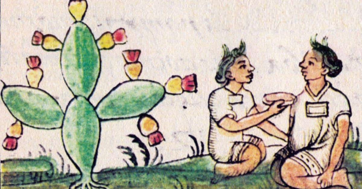 Descubre el fruto de los aztecas que es útil contra el diabetes y colesterol