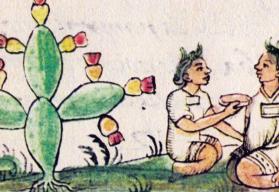 Descubre el fruto de los aztecas que es útil contra el diabetes y colesterol