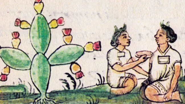 Descubre el fruto de los aztecas que es útil contra diabetes