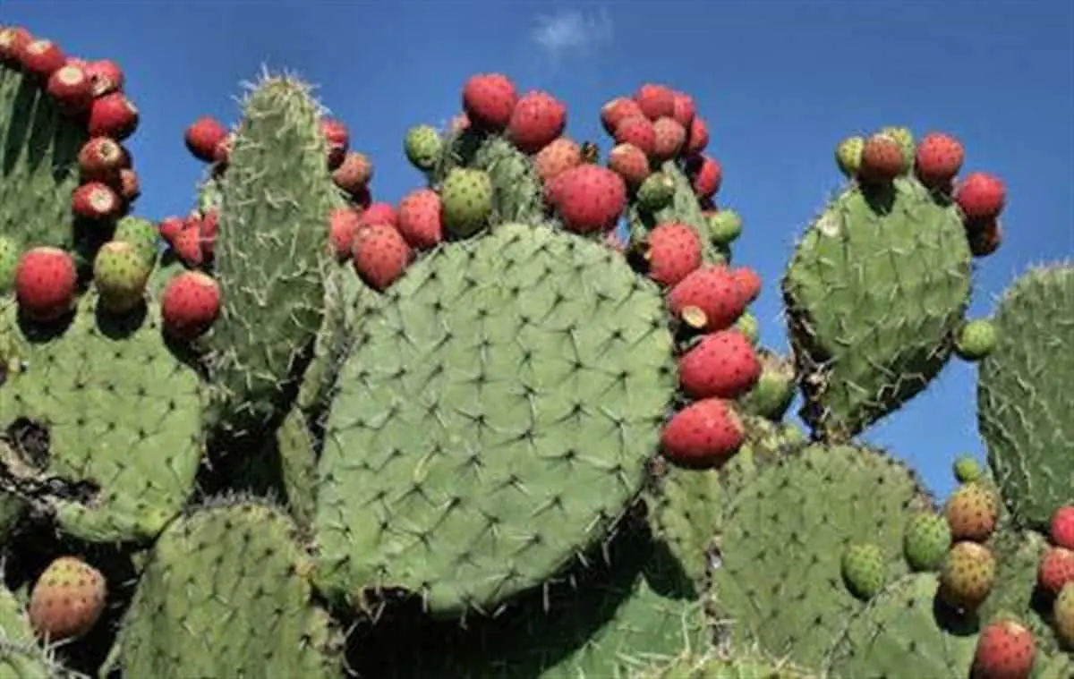 Tuna ácida o Xoconostle, es un nopal que puedes tener en casa