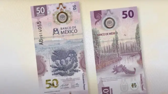 El billete del ajolote cuenta con un llamativo diseño. Foto: Banxico