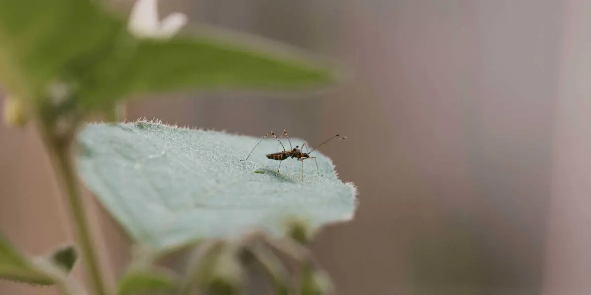 Un mosquito es el responsable de la transmisión del dengue.