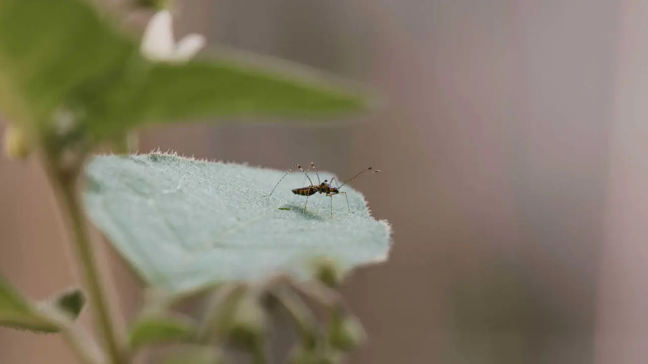 Un mosquito es el responsable de la transmisión del dengue.