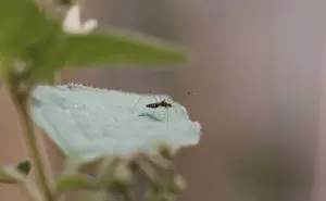 OMS autoriza una segunda vacuna contra el dengue