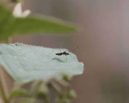 OMS autoriza una segunda vacuna contra el dengue