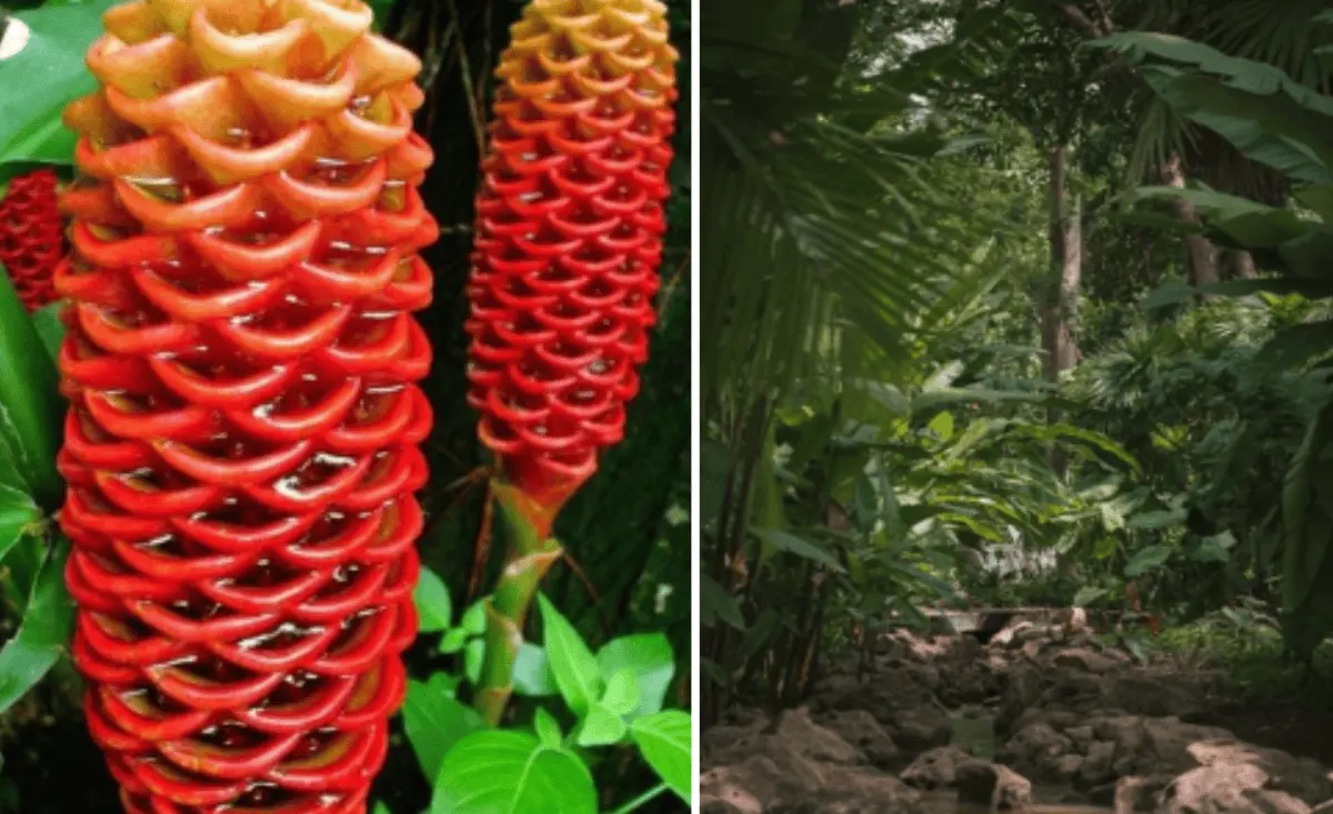 Conoce la flor de jengibre colmena o flor de maraca en Jardín Botánico Cln. Cortesía