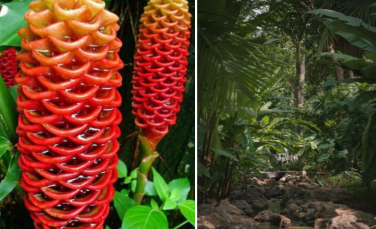 Explora la maravilla botánica en Jardín Botánico Culiacán  