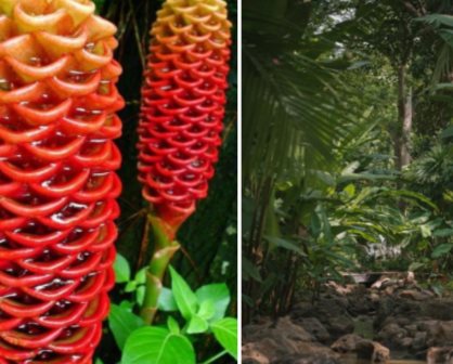 Explora la maravilla botánica en Jardín Botánico Culiacán  