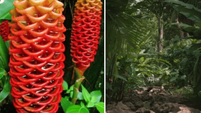 Conoce la flor de jengibre colmena o flor de maraca en Jardín Botánico Cln. Cortesía