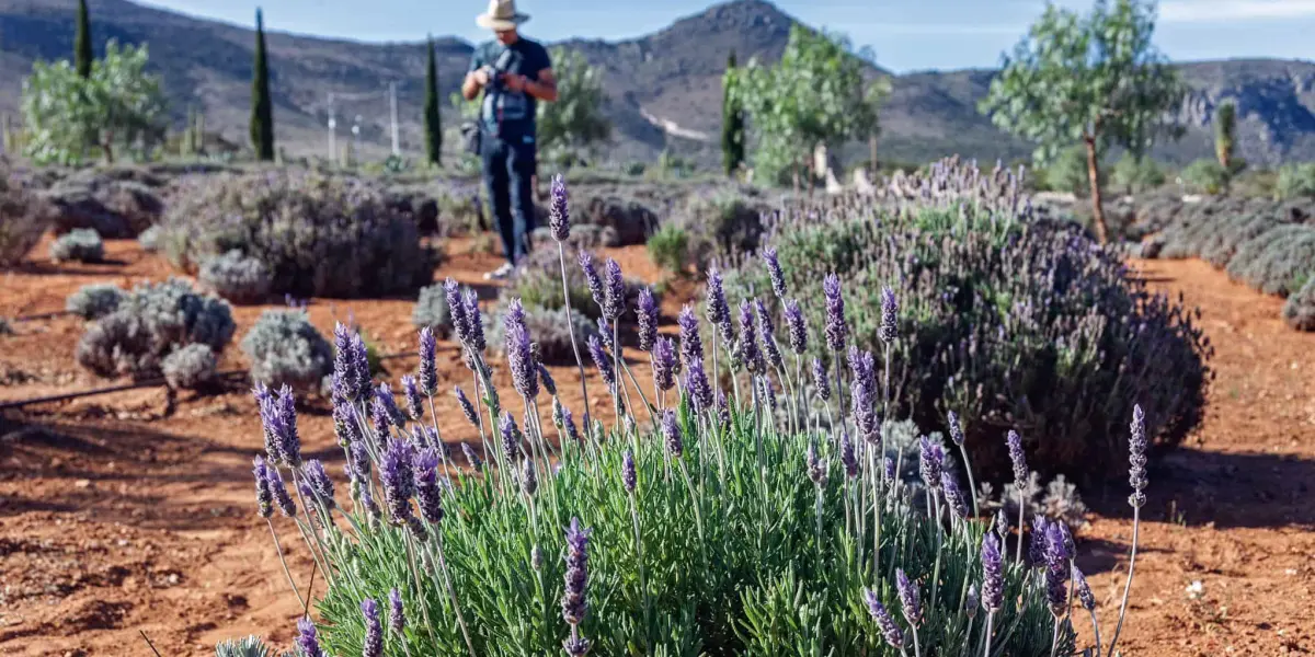 ¿Ya conoces los campos de lavanda en Mineral de Pozos, Guanajuato? Foto Alsana