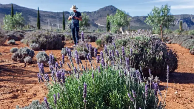 ¿Ya conoces los campos de lavanda en Mineral de Pozos, Guanajuato? Foto Alsana