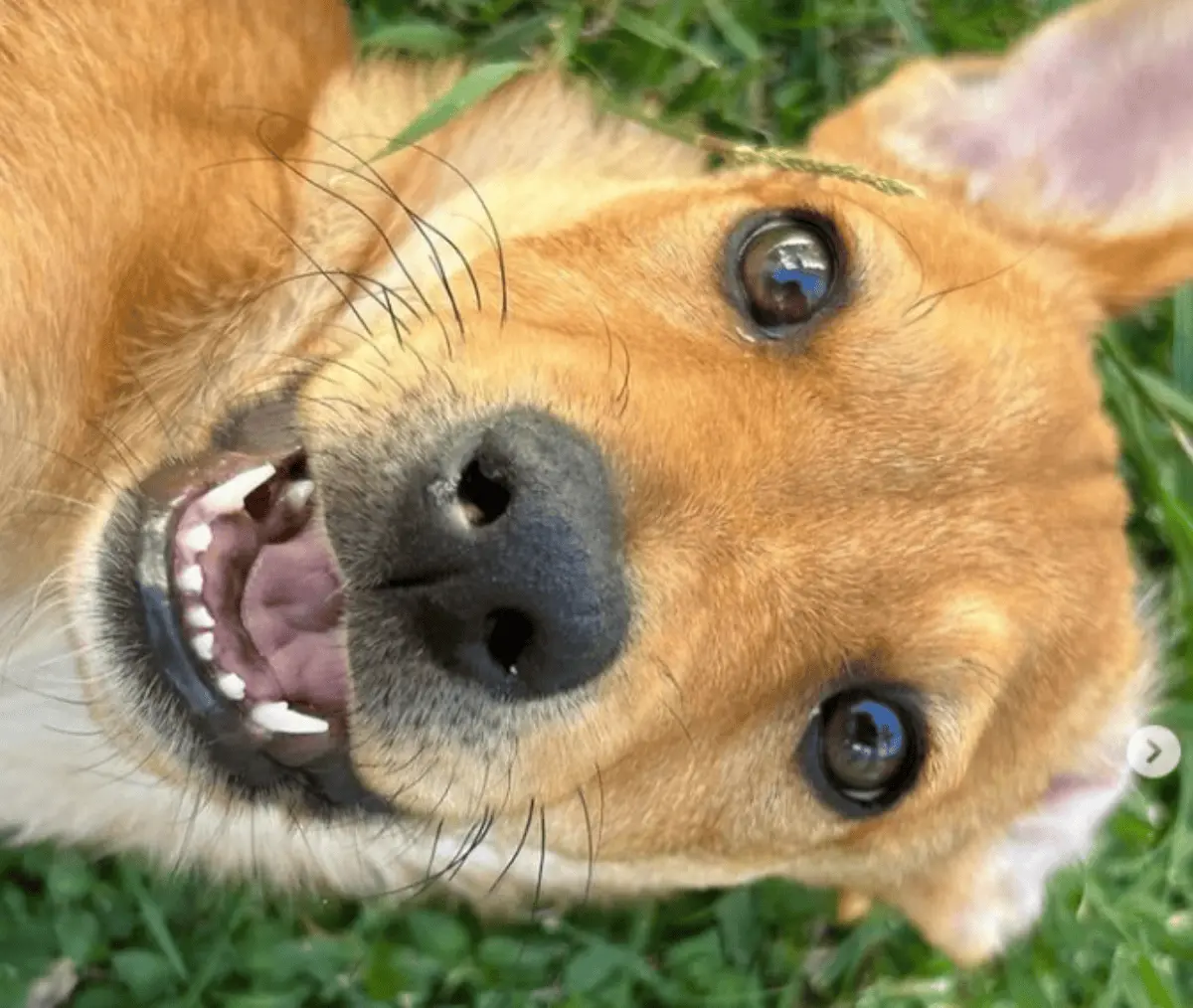 Centro de adopción para perros en León, Guanajuato. Foto IG @huellasdeayudaleon